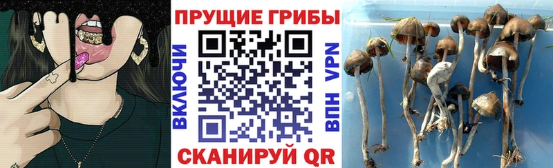 Галлюциногенные грибы Psilocybine cubensis  Верея 